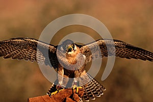 Peregrine falcon on fist