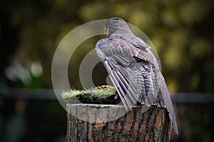 Peregrine Falcon Flaps the Wings