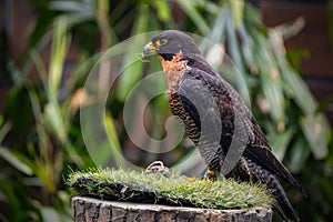 Peregrine Falcon Flaps the Wings