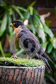 Peregrine Falcon Flaps the Wings