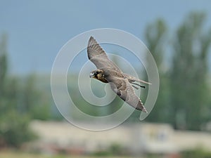 Peregrine Falcon in flight