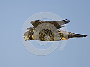 Peregrine Falcon in flight against blue sky