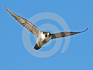 Peregrine Falcon