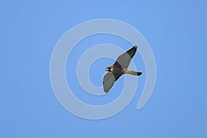 A Peregrine Falcon in flight blue sky
