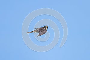 A Peregrine Falcon in flight blue sky