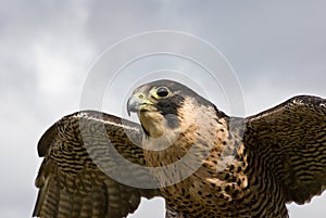 Peregrine Falcon flying