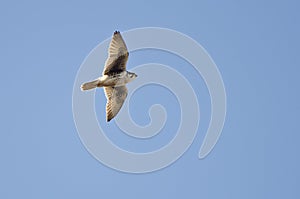 Prairie Falcon Flying in a Blue Sky