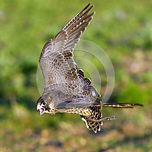 Peregrine Falcon flying on a green background. Falco peregrinus.