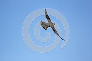 peregrine falcon flying isolated