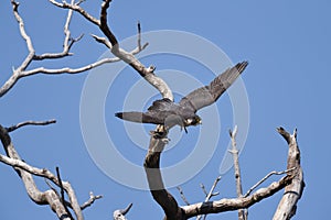 A Peregrine Falcon flying off of a tree