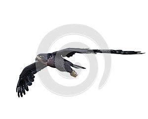 Peregrine falcon flying overhead. 3D rendering isolated on white with clipping path