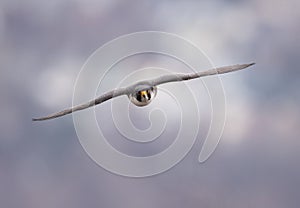 Peregrine Falcon Flying in the Sky