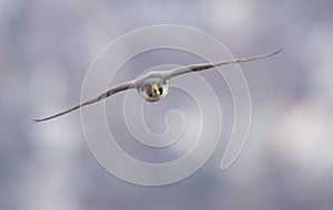 Peregrine Falcon Flying in the Sky