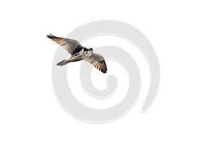 Prairie Falcon Flying on White Background