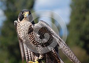 Peregrine falcon