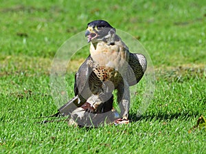 peregrine falcon on grass