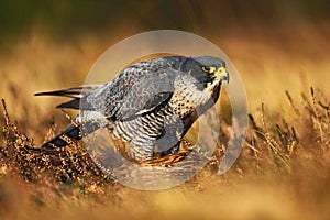 Peregrine falcon in the grass. Bird of prey Peregrine Falcon in heather meadow. Peregrine falcon in the nature habitat. Summer day