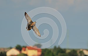 Peregrine Falcon is hunting a pigeon