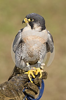 Peregrine Falcon in jesses