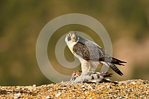 peregrine falcon keeps watch with its prey in its talons