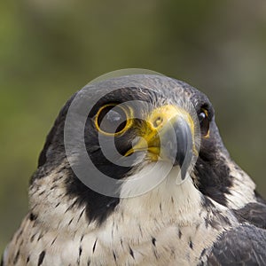 Peregrine falcon - kestrel