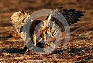 Peregrine falcon on kill