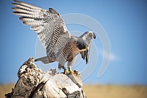 Peregrine falcon landing on a tree stump in Colorado