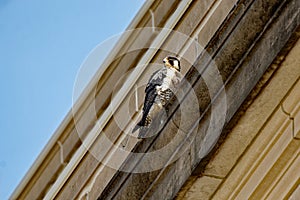 Peregrine Falcon on a Ledge