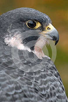 Peregrine Falcon Looks Over Back