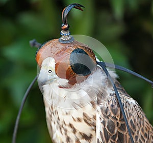 Peregrine falcon with mask