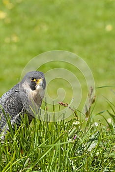 Peregrine falcon in meadow.