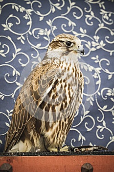 Peregrine, falcon, medieval bird, wildlife concept
