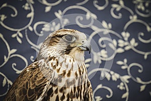 Peregrine, falcon, medieval bird, wildlife concept