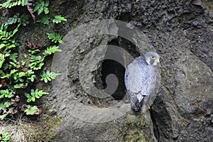 Peregrine Falcon at a Nest Site