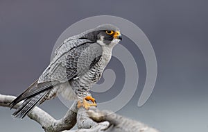 Peregrine Falcon in New Jersey