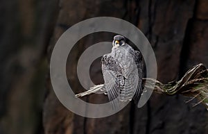 A Peregrine Falcon in New Jersey