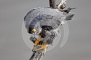 A Peregrine Falcon in New Jersey