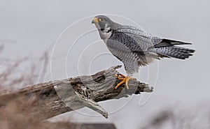 Peregrine Falcon in New Jersey