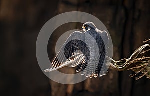 A Peregrine Falcon in New Jersey