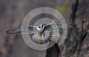 Peregrine Falcon in New Jersey