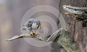 Peregrine Falcon in New Jersey