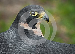 Peregrine Falcon Outstretched Wings photo