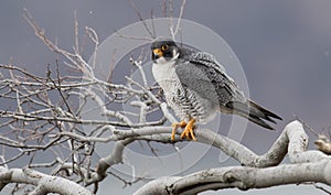 Peregrine Falcon Perch on Branch