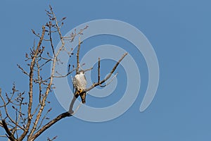 Peregrine Falcon perched in a large tree.