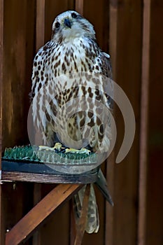 A peregrine falcon perched on a pedestal in an aviary.