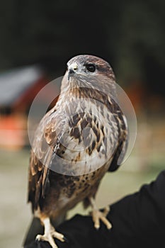 A Peregrine Falcon perched on a stump