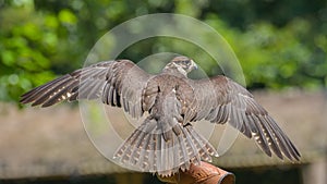 Peregrine Falcon, placed on the hand of the falconer