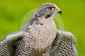 Peregrine Falcon portrait