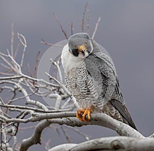 Peregrine Falcon Portrait