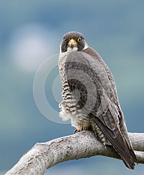 Peregrine Falcon Portrait